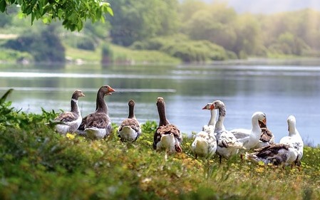 המכבש החברתי