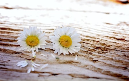 משניים לזוג