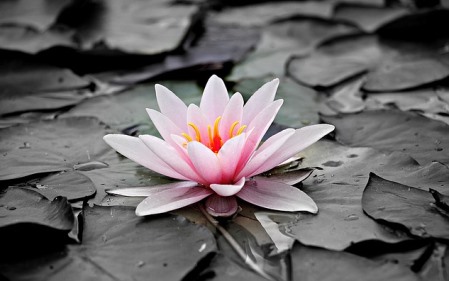 על צניעות, מעמד האשה והרס החברה