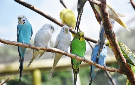 מוקד המחלוקת סביב המצעדים