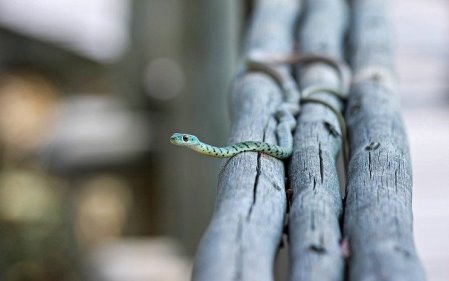 אדם בדמות נחש