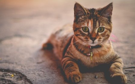 על אנשים, חתולים והגדרה עצמית