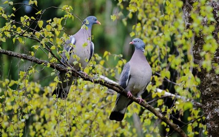 על מחקר ומגדר, ועל חופש כפוי