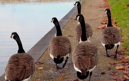 חברה בלי נורמות התנהגות היא לא חברה אנושית