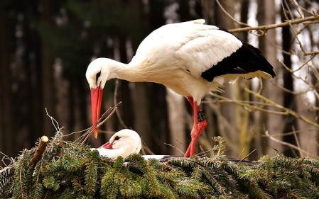 למה ההתבטאות של ברק אובמה עברה בשתיקה?